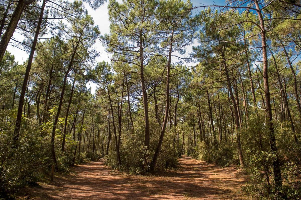 Le Petit Cote Ouest - Appt Dans Les Pins Pres De La Plage Les Sables-d'Olonne Luaran gambar